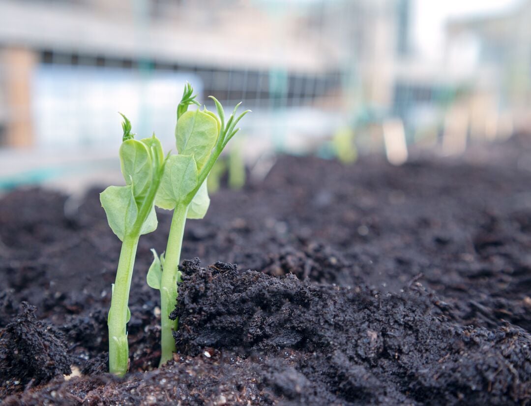 Web_Desktop-Organic-pea-seedling-in-vegetable-bed-Close-up-Snow-Peas-Sugar-Peas-or-Snap-Peas-First-tendrils-visible-Early-spring-planting-Soft-bokeh-